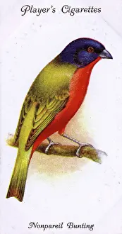 Nonpareil: Nonpareil Bunting