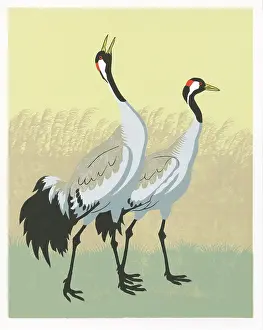 Norfolk Cranes