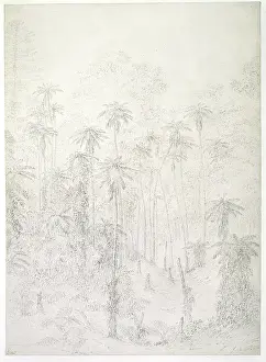 Melanesia: Norfolk Island drawing 2