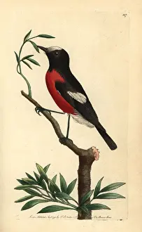 Multicolor: Norfolk Island robin, Pacific robin, Petroica multicolor