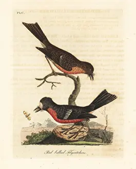 Multicolor: Norfolk Pacific robin, Petroica multicolor multicolor