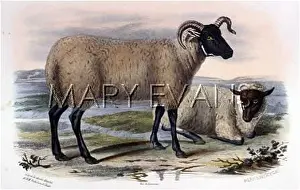 Southdown: NORFOLK SHEEP
