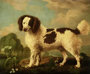1778: Norfolk Spaniel, by Stubbs