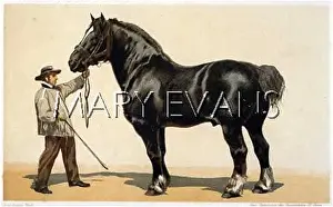 Inferieure: NORFOLK STALLION