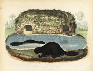 Smellie: North American beaver, Castor canadensis
