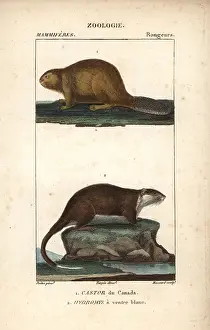 Jean Francois: North American beaver, Castor canadensis, and