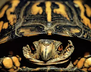 Terrapene: North American Pond or Box Turtle