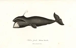 Franche: North Atlantic right whale, Eubalaena glacialis