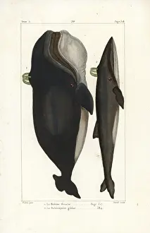 Franche: North Atlantic right whale and fin whale, endangered species