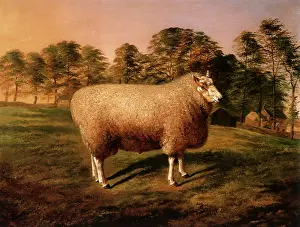 Poorer: North Country Cheviot Ram