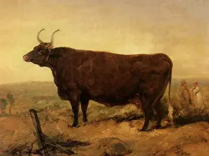 Landseer: North Devon Cow, by Landseer