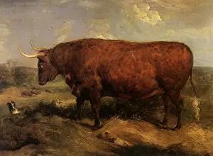 Landseer: North Devon Ox, by Landseer