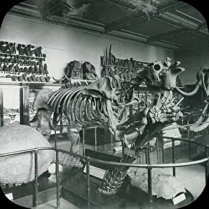 Megatherium: North Geological Room - Megatherium