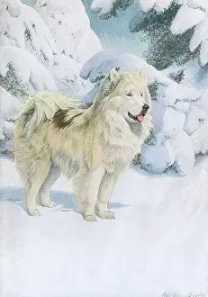 Eskimo: North Greenland Eskimo dog