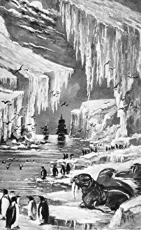 Walruses: North Pole expedition