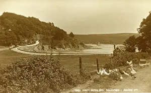 Poultry: North Sands Bay, Salcombe, Devon