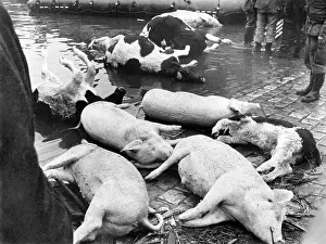 Amounted: The North Sea Flood Of 1962
