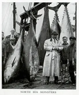 Trawlers: North Sea tuna
