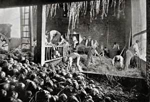 Paupers: North Surrey District School - Farming