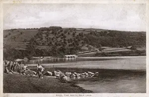 Bala: North Wales - Bala - The Beech Bala Lake