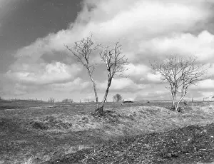 Windswept: NORTH YORKSHIRE MOORS