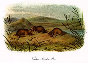 Borealis: Northen Meadow-Mice