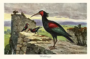 Tiere Der Urwelt: Northern bald ibis, Geronticus eremita, endangered