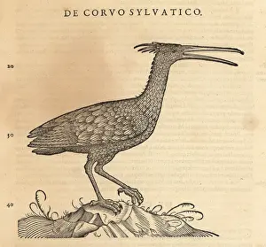 Xylograph: Northern bald ibis, Geronticus eremita. Endangered