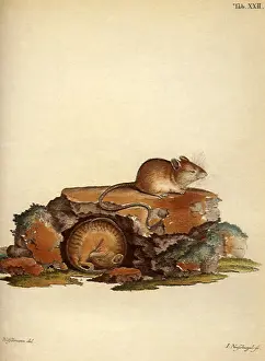 Favor: Northern Birch Mouse, Southern Birch Mouse