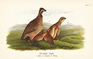Virginianus: Northern bobwhite, Colinus virginianus