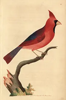 Cardinalis: Northern cardinal, Cardinalis cardinalis