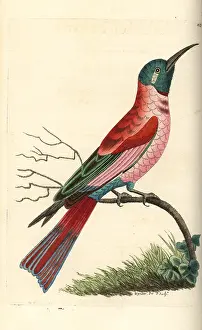 Carmine: Northern carmine bee-eater, Merops nubicus