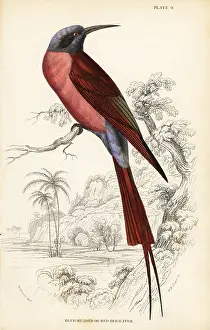 Carmine: Northern carmine bee-eater, Merops nubicus