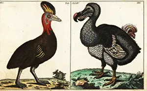 Cassowary: Northern cassowary and extinct dodo