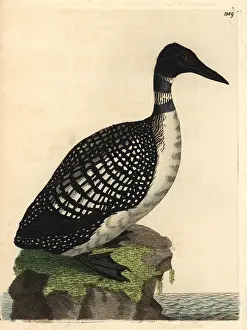 Loon: Northern diver or loon, Colymbus glacialis