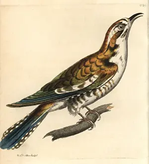 Auratus: Northern flicker, Colaptes auratus