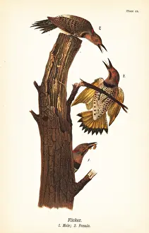 Vociferus: Northern flicker, Colaptes auratus
