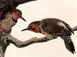Emerges: Northern Flickers