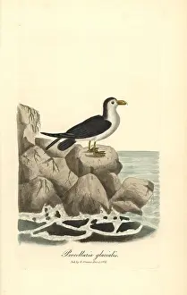 Fulmar: Northern fulmar, Fulmarus glacialis