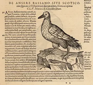 Xylograph: Northern gannet, Morus bassanus