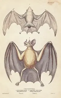 Albus: Northern ghost bat and spectral bat