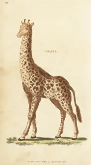 G. Kearsley: Northern giraffe, Giraffa camelopardalis
