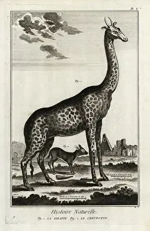 Chevrotain: Northern giraffe and mouse deer