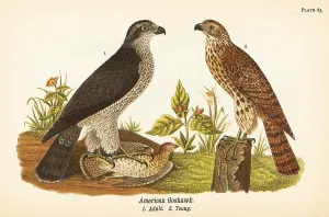 Goshawk: Northern goshawk, Accipiter gentilis