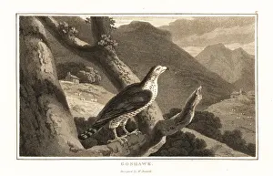 Goshawk: Northern goshawk, Accipiter gentilis, perched in a tree