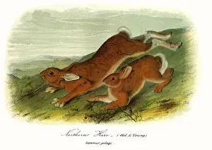 Hares: Northern Hares