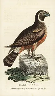 Cyaneus: Northern harrier, Circus cyaneus