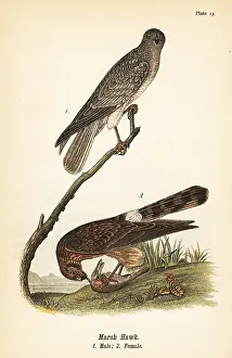 Striatus: Northern harrier, Circus hudsonius