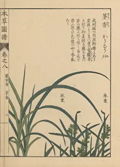 Nitens: Northern holy grass or sweet grass, Anthoxanthum nitens