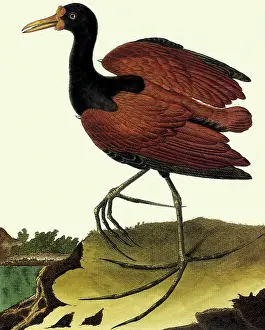 Spinosa: Northern Jacana, Jacana spinosa